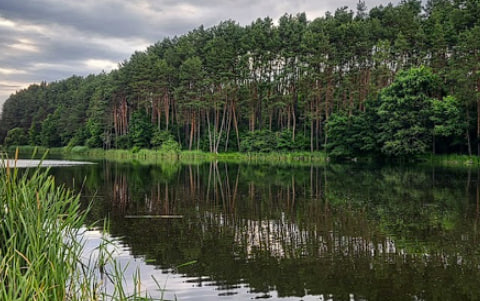 Водоймище в с. Крилівка Житомир